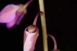 Scalloped milkwort